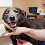 New Pet Products Showcased at Western Veterinary Conference