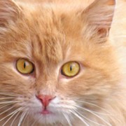 Orange cat with big eyes