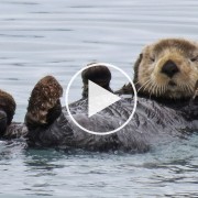 Orphaned Baby Sea Otter Finds New Home
