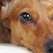Paralysis Caused by a Slipped Disc