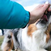 Dog eating treat