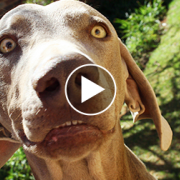 Pet Parents Tell Their Pups They’re Adopted and Their Reactions are Priceless