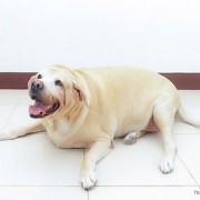 Obese lab on the floor