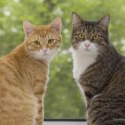 Pheromones and Behavior: Can They Help?