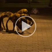 Mutant Spider Dog: Funny or Dangerous? A Vet's Perspective