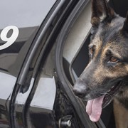 Police Dogs May Face Early Retirement—Find Out Why!