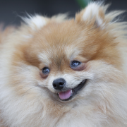 Pomeranian Saves Family From House Fire