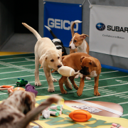 Puppy Bowl