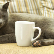 Cat Café to Open This Summer in Montreal