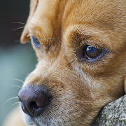 Dog Reunites with Family after Traveling 1100 Miles