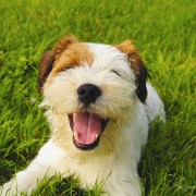 How a Microchip Helped Giget Get Home