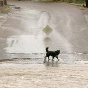 Dog survives mudslide