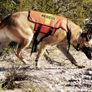 Rescue Dogs Search Washington Mudslide