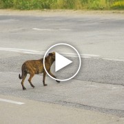 Police Save Terrier Dog from Busy Highway