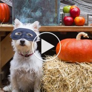 5 Horribly Hilarious Halloween Pet Videos #1