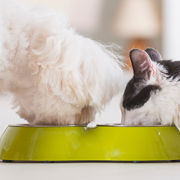 Pet Food Recalled after Salmonella Concerns