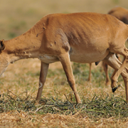 85,000 Rare Antelopes Perish in a Few Weeks — On Edge of Extinction