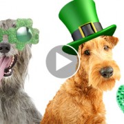 Adorable Irish Breeds to Perk Up Your St. Patrick's Day