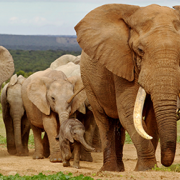 Are You Ready for a World Without Elephants, Rhinos or Gorillas?