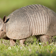 Armadillos Spread Leprosy in Florida: Are Dogs and Cats at Risk?
