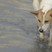 Austin Floods Force Shelter Animals to Evacuate: City Rallies in Support