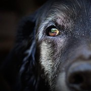 Blind Dog Rescued by Cyclist from Freezing Conditions