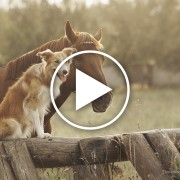 This Budweiser Commercial May Just Top Them All