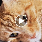 Cat Saves 3-Year-Old’s Life From Stray Bullet: Called Hero