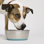 Dog eating out of bowl