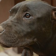 Police Stop Train to Save Dog Tied to Tracks
