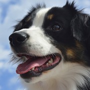 Australian Shepherd looking to the sky