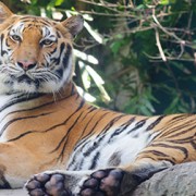Dog Virus Poses Threat to Tigers and Lions