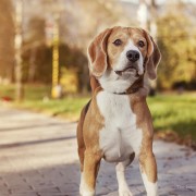 A Dog's Love Knows No Bounds