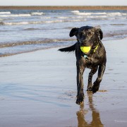 Dogs at the Beach