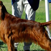 Dogs Poisoned at Dog Show