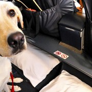 Dog on an airplane