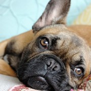 French Bulldog puppy