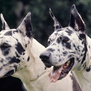 Two Great Danes