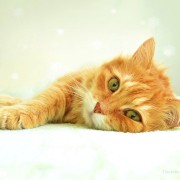Frozen Kitten Gets Nursed Back To Health