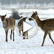 Father and Son Rescue Stranded Deer
