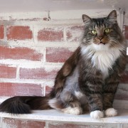 Hero Cat Saves Abandoned Baby from Freezing to Death