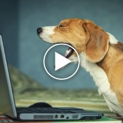 January 2015’s Top 5 Pet Videos