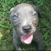 Behind the Scenes: The Rescue of Jax, the Kidnapped Puppy
