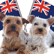 Johnny Depp Sent to the Dog House? Could Face Jail Time For Smuggling His Pups Into Australia