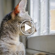 Kitten Sees Snow For The First Time, Adorableness Ensues