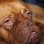 Left to Die, But Saved: Senior Dog Recovered After Being Buried Alive