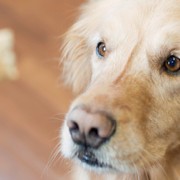 New Alert about Jerky Dangers for Dogs