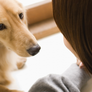 New Research: What Does it Mean When Your Dog Stares?