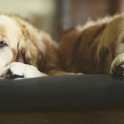 Two dogs sharing a bed