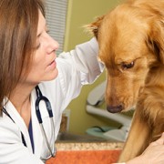 New Study Looks at Dog Anxiety and Veterinary Visits